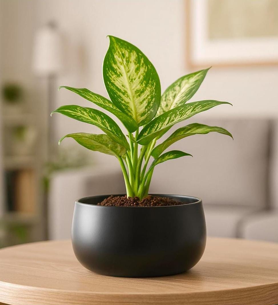 Classic Matte Metal Planter (Small)