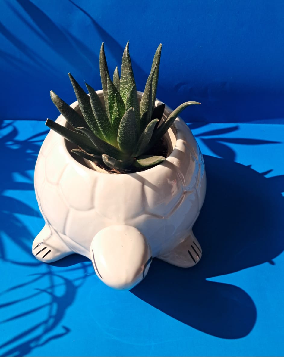 Ceramic Turtle Planter Pots